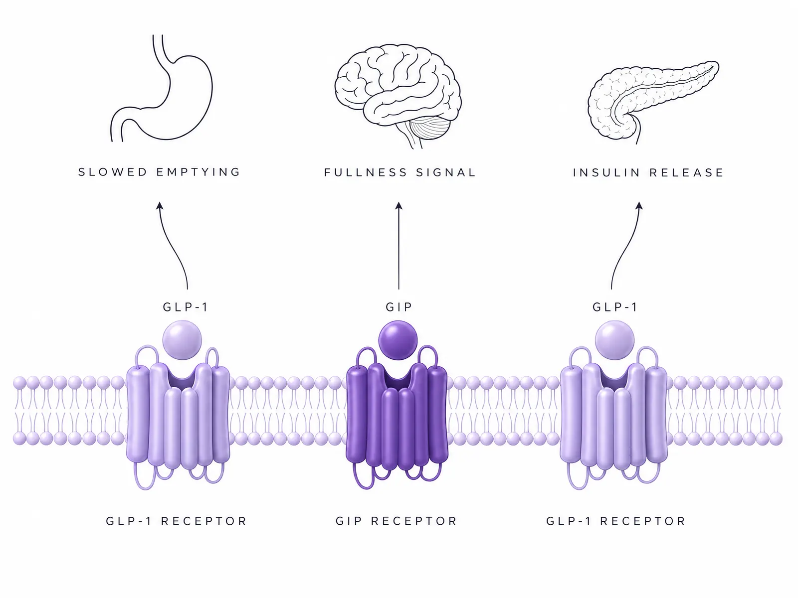 How GLP-1s work, PinwellRx.